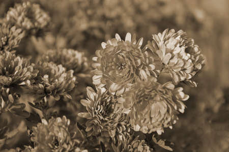 Flowers, flowers chrysanthemum, Chrysanthemum wallpaper, chrysanthemums in autumn, chrysanthemums...