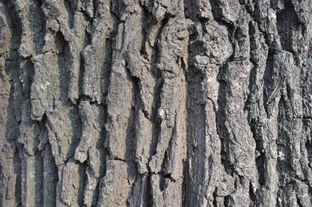 Drawing texture of oak bark. Harvesting textures for designers. Natural materialsの写真素材