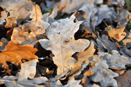 Beautiful autumn background dry fallen oak tree leaves covered with frost earthy warm brown yellow...