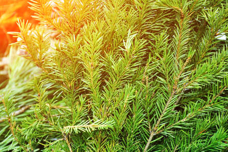 green spiny branches of spruce or pine. Needles, background. New Year, Christmas