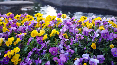 Multicolor pansy flowers or pansies as background or card. Summerの写真素材