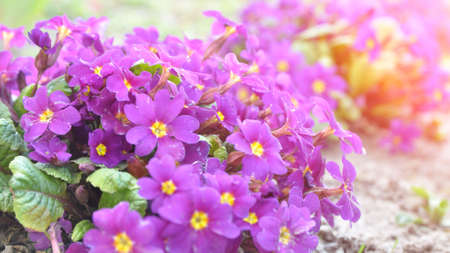 Primrose ordinary (Primula vulgaris), or primrose in the spring garden. Primroses in the spring. Beautiful lilac primrose flowers bloom garden.の写真素材