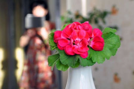A bouquet of geranium pelargonium flowers in a vase in a room.