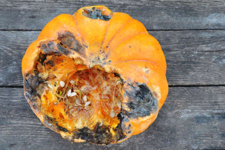 Rotten pumpkin on a wooden surface. Rotten pumpkins have dark spots and less fiber and vitamins. Spoiled pumpkin is unhealthy and contains dangerous bacteria. Gardenの写真素材