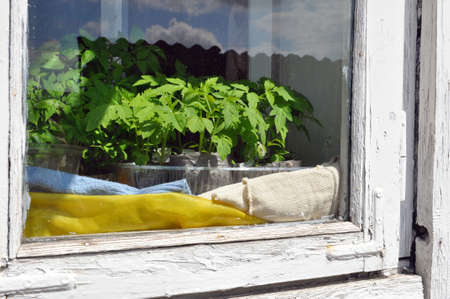 Seedlings of tomatoes in trays at home on the windowsill from the window. Close-up. Hobby.の写真素材