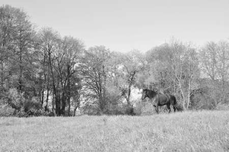 Beautiful forest meadow with a grazing horse. Summer countryside landscape. Black and white photoの写真素材