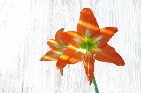 Large blooming amaryllis or hippeastrum against a sunny background. Flowersの写真素材