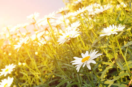 A bouquet of daisies in the light of the setting sun. Natural cute background.の写真素材