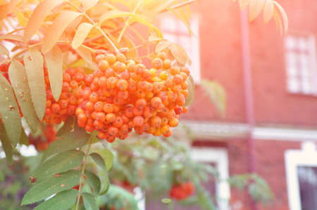 Autumn rowan berries on a branch against the backgroundの写真素材