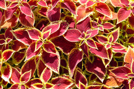Bright red and yellow leaves of perennial plant coleus, plectranthus scutellarioides. Decorative red velvet coleus fairway plants.の写真素材