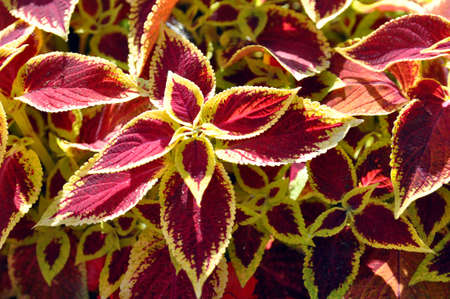 Bright red and yellow leaves of perennial plant coleus, plectranthus scutellarioides. Decorative red velvet coleus fairway plants.の写真素材