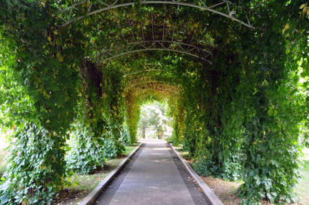 path in the park with a canopy pergola. Green plants on trellises provide shade. Coolness in the summer heatの写真素材