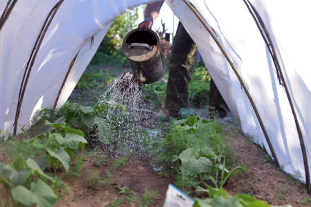 watering tomato seedlings in a greenhouse from a watering can. Seasonal work on the personal plot.の写真素材