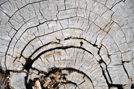 Cross section of an old tree trunk. Growth rings. Texture, background.
