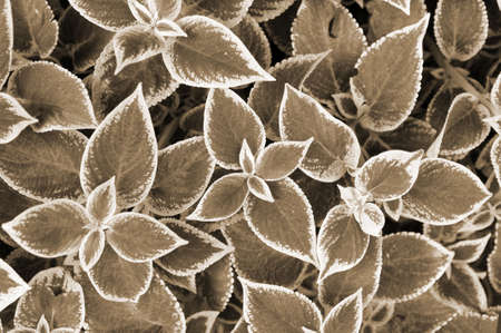 Leaves of the perennial plant Coleus, plectranthus scutellarioides. Background, texture.