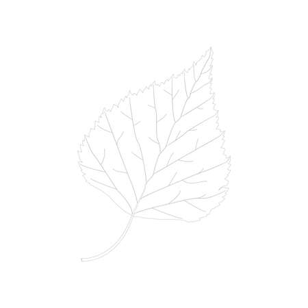 Vector sketch of birch leaf isolated on white background. Design element. Coloringのイラスト素材