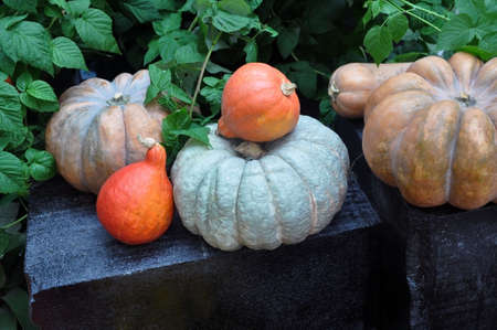 A varied assortment of pumpkins on a dark background in foliage. Autumn harvest.の写真素材