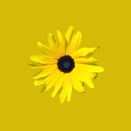 Yellow rudbeckia flower in the garden, isolated on yellow background.の写真素材