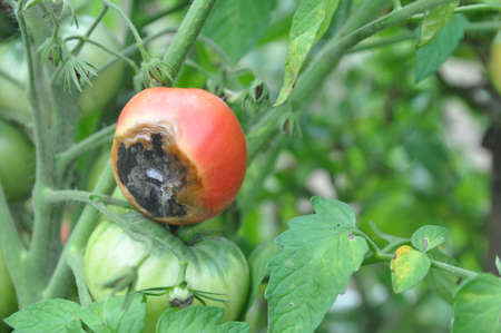 Plant disease. Red tomato with rot in the center. Garden.の写真素材