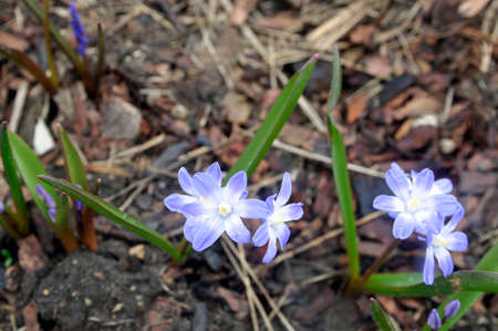 Blue snowdrop flowers in the spring garden. spring flowers.