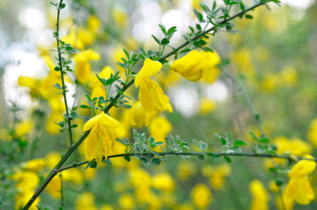 Yellow flowers and leaves of the forest bract from the genus Cytisus. forest flowers.の写真素材