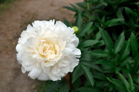 White peony flower in the summer garden.の写真素材