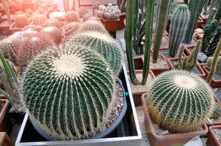 Cactus greenhouse. Cacti in pots. Cultivation of cacti. Botany.