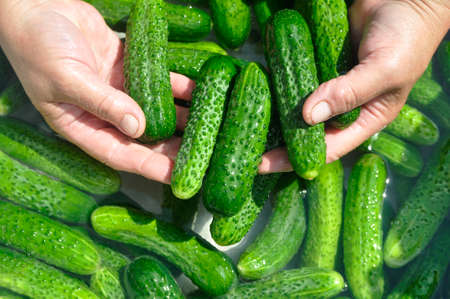 View of female hands with green ripe cucumbers on the background of cucumbers in the water. Washing cucumbers. garden.の写真素材