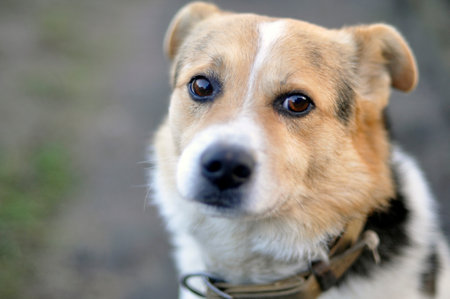 Sad red domestic dog with a collar. out of focus.の写真素材