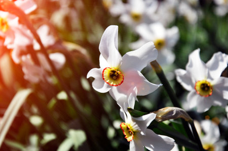 White narcissus flowers in the garden. Classic white flowers.の写真素材