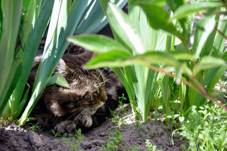 A gray domestic cat sleeps in a flowerbed in flowers.の写真素材