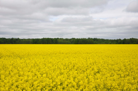 Yellow flowers of oilseed radish leaves on the field.