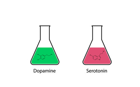 Conical Erlenmeyer flasks containing serotonin and dopamine. Chemical formulas. Vector illustration.のイラスト素材