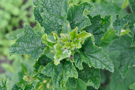 Diseases of black currant. Powdery mildew is a fungal disease caused by the fungus Erysiphales....