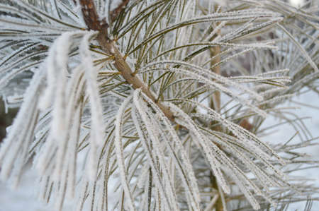 Beautiful close up photo of frosty plantの写真素材