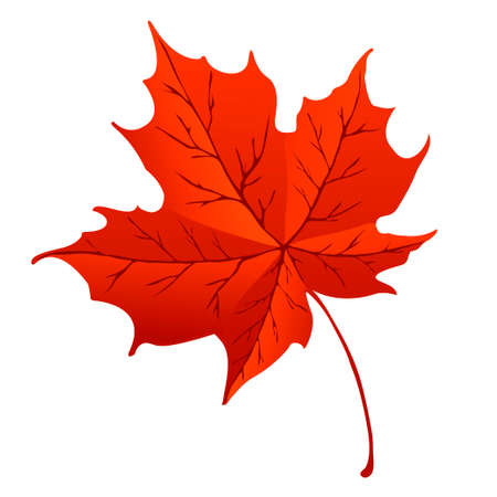 Orange maple leaf isolated on white backgroundのイラスト素材