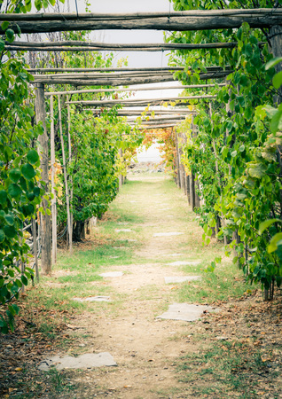 Corridor alley of green dangling grapevine plants on top of ancient Castello Doria castle tower in Portovenere town, La Spezia, Liguria, Italyのeditorial素材