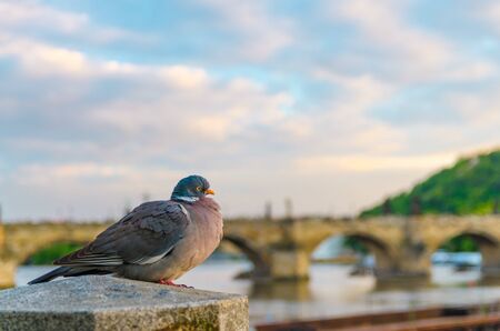 Pigeon closeup in front of Charles Bridge Karluv Most over Vltava river in Old Town of Prague historical center, green garden on slope of Petrin Hill background, Czech Republic, Bohemia, Europeの写真素材