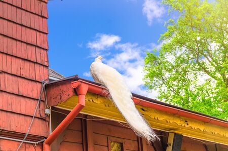 Beautiful white peacock bird carrying long tail on the roof of wooden building with tree with green leaves on branches and blue sky backgroundの写真素材