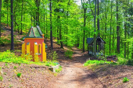 Ecce Homo chapel in Slavkov forest, beech trees with green leaves on branches in  thick dense foliage wood near Karlovy Vary (Carlsbad) town, West Bohemia, Czech Republicの写真素材