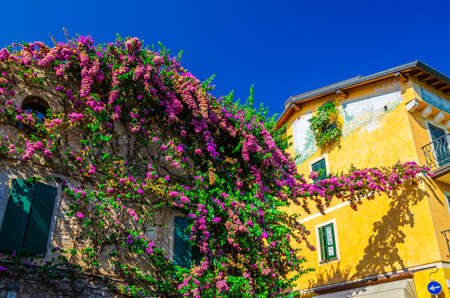 Sirmione, Italy, September 11, 2019: climbing plants with rose violet flowers on colorful walls of multicolored buildings in historical town centre, blue sky backgroundのeditorial素材
