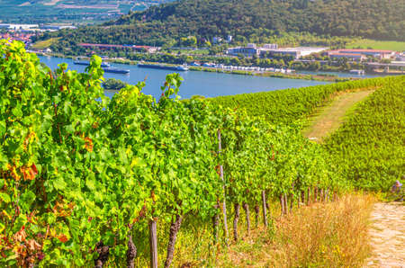 Vineyards green fields landscape with grapevine rows, grape trellis and path road on hills in river Rhine Valley, Rheingau wine region on Roseneck mount near Rudesheim town, State of Hesse, Germanyの写真素材