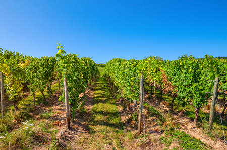 Grapevine wooden pole and rows of vineyards green fields landscape with grape trellis on river Rhine Valley hills, Rheingau wine region on Roseneck mount near Rudesheim town, State of Hesse, Germany