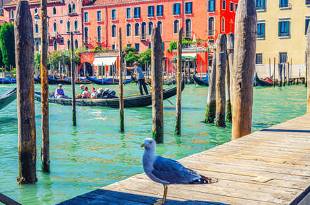 Venice, Italy, September 13, 2019: Seagull on wooden pier with poles of Grand Canal waterway in Venice historical city center with gondolier on sailing gondola and row of colorful Venetian buildingsのeditorial素材