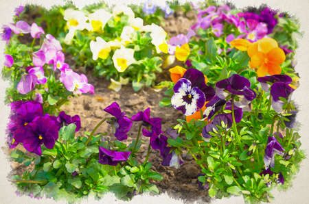 Watercolor drawing of Beautiful multicolor yellow purple violet orange blue pansy flowers or pansies plant with vivid faces and green leaves on home garden ground flowerbed close up..の写真素材