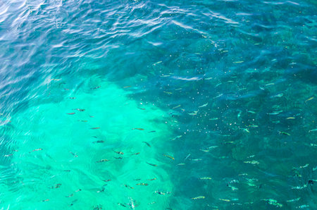 School shoal of fish in clear azure turquoise waterの写真素材