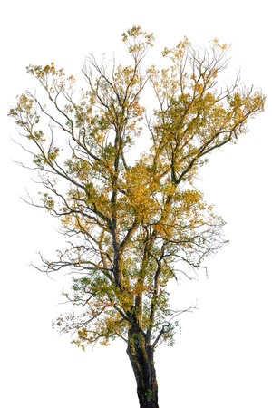 Medium deciduous tree in autumn colors isolated on white, with yellow brown leaves and natural branching texture.の写真素材