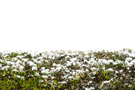Green Bush Covered With Fresh Snow