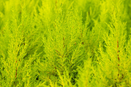 Close up of soft textured lime green foliage, resembling lemon grass or bright cypress branches in sunlight.の写真素材