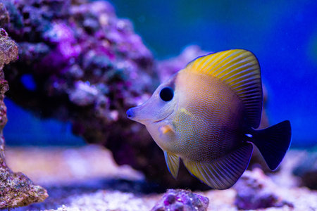 Small dark tropical fish swimming among rocks and purple corals in a clear blue saltwater aquarium.の写真素材